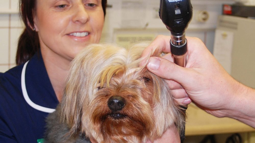 dog health tralee