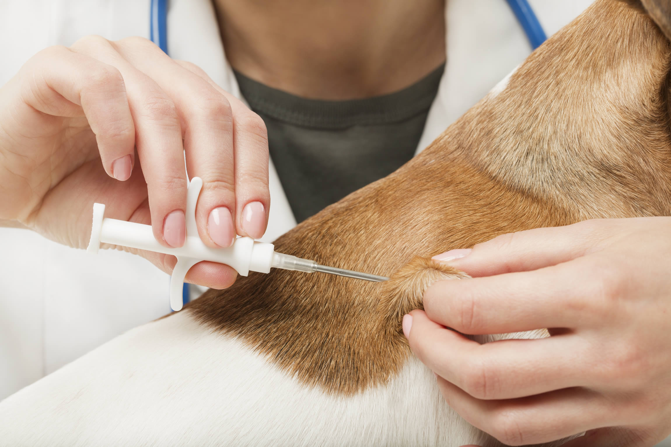 The Ultimate Guide To Dog Microchipping Costs: Uncovering The True Expenses